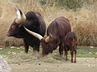 Watusi - Bos taurus (cla Mammiferes) (ord Artiodactyles) (fam Bovides) (01)